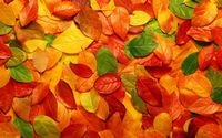 pic for Macro Autumn Leaf 